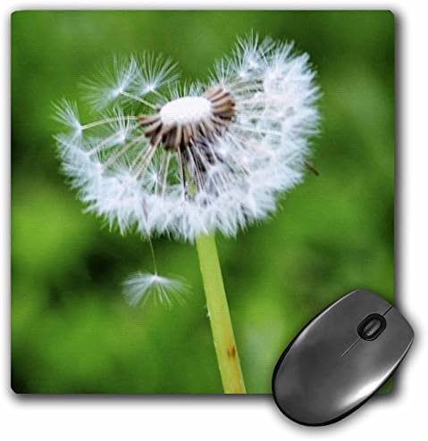 3dRose LLC 8 x 8 x 0,25 inç Mouse Pad, Dilek - Bahar Çiçeği-Karahindiba (mp_52819_1)