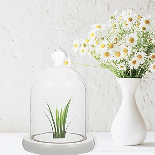 OITTO Glass: Cam Kek Kapağı Ahşap Taban ile Dekoratif Vitrin masa üstü vitrin Bitkiler için Çiçek Succulents peri ışıkları