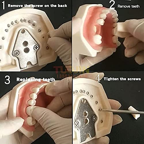 BONEW Diş Simülatörü Mankeni Phantom Kafa Plastik Eğitim Diş Modeli Tezgah Montaj Eğitim Düzeltme dişçi sandalyesi Tipi