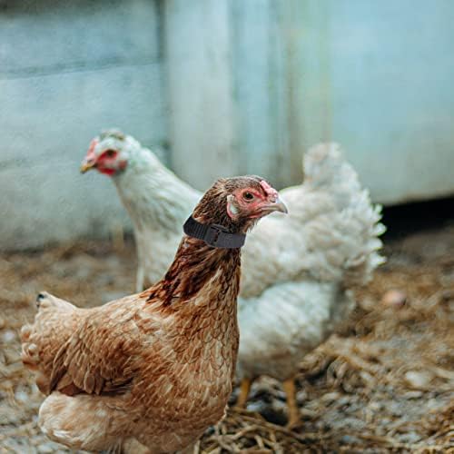 Balacoo Pet Yaka 12 adet Yaka Malzemeleri Horozlar Ayarlanabilir Hiçbir Gürültü Güvenli Çiftlik Ev Horoz Anti-Crowing Kanca