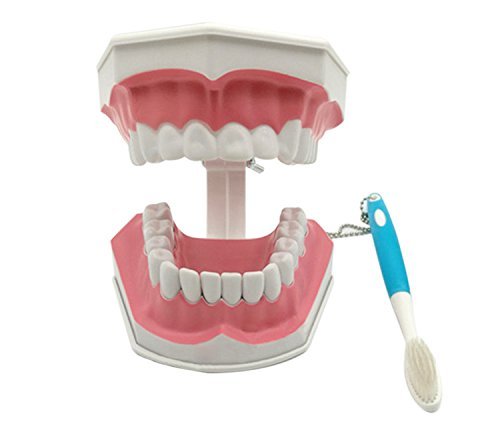 Çıkarılabilir Alt Dişler ile Zgood Çocuk Diş Modeli ve Diş Fırçası Öğretim Modeli